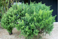 Juniperus sabina Sibth. & Sm.