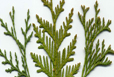 Thuja orientalis L.