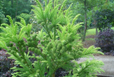Cryptomeria japonica